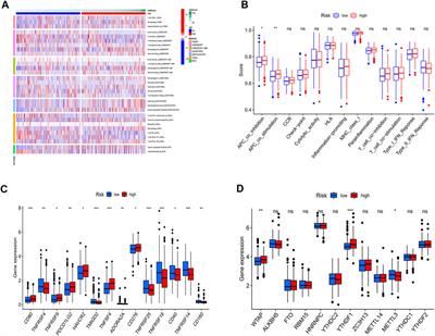 Construction of a prognostic model related to copper dependence in breast cancer by single-cell sequencing analysis